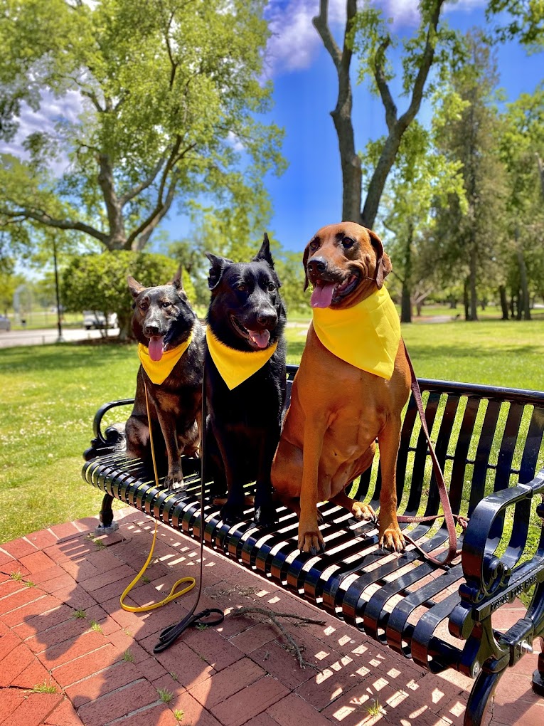Tip Top K9 dogs holding calm behavior together in a group training session near Cypress